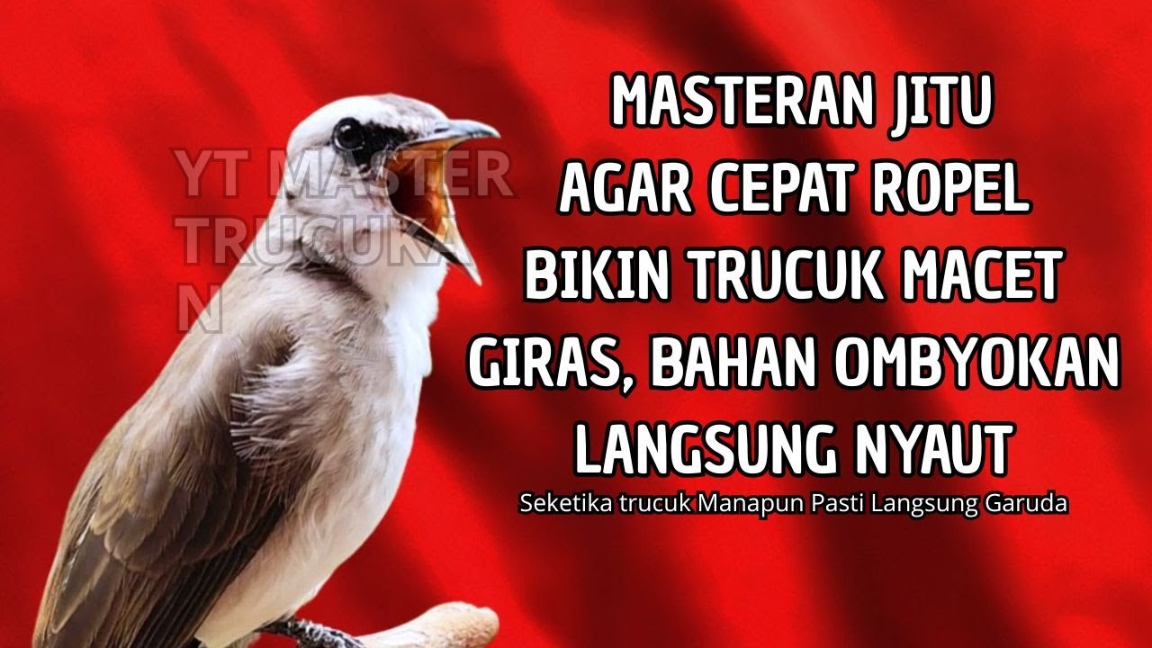 Trucukan GACOR ngalas ROPEL PANJANG suara alam AMPUH buat pancingan jadikan trucuk Gacor GARUDA