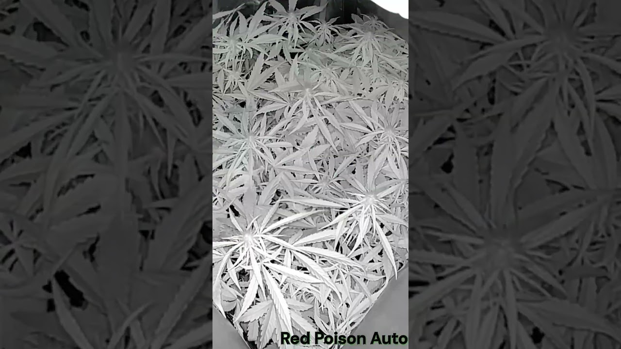 Red Poison Autoflower Time-Lapse Grow | Seed to Harvest in 60 Seconds!