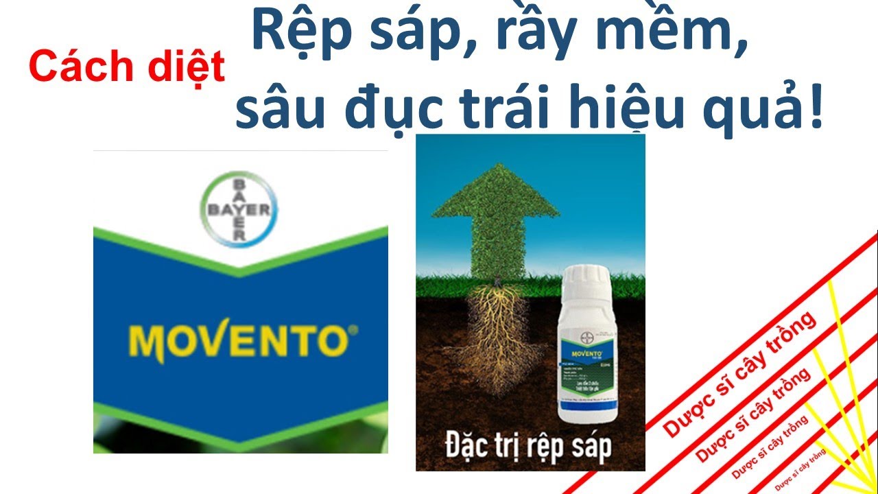 Movento giải pháp trừ rầy, RỆP SÁP trên các cây trồng | Dược sĩ cây trồng