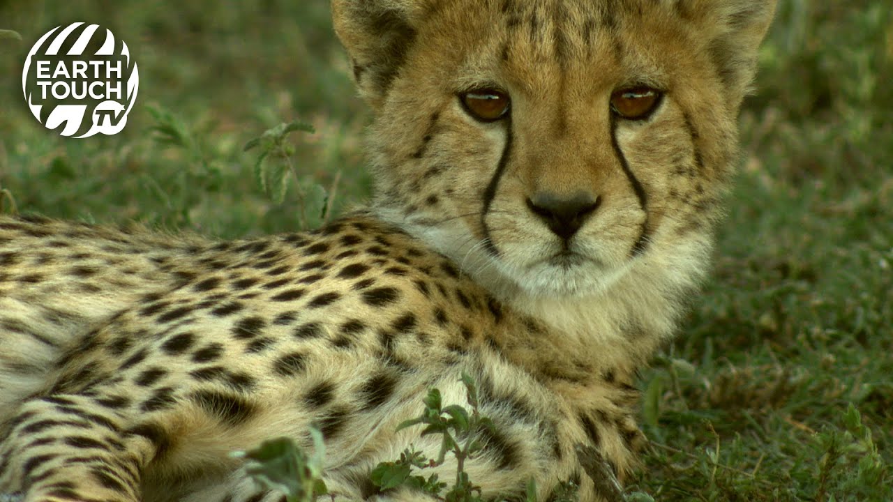 Cheetah cubs steal filmmakers' microphone