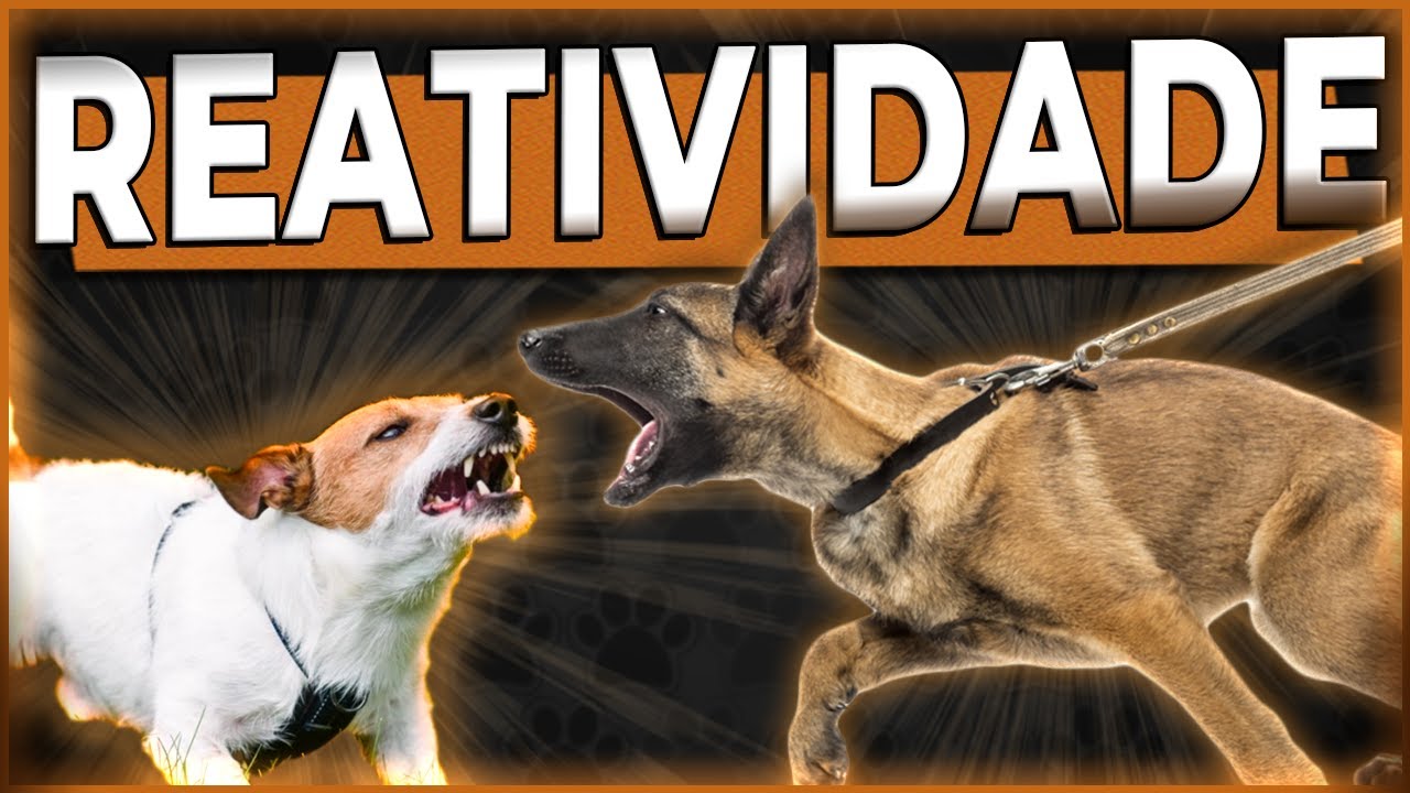 REATIVIDADE EM C&Atilde;ES - O que &eacute;? Como lidar? O que fazer? - C&atilde;o em Foco Responde #reatividadecanina