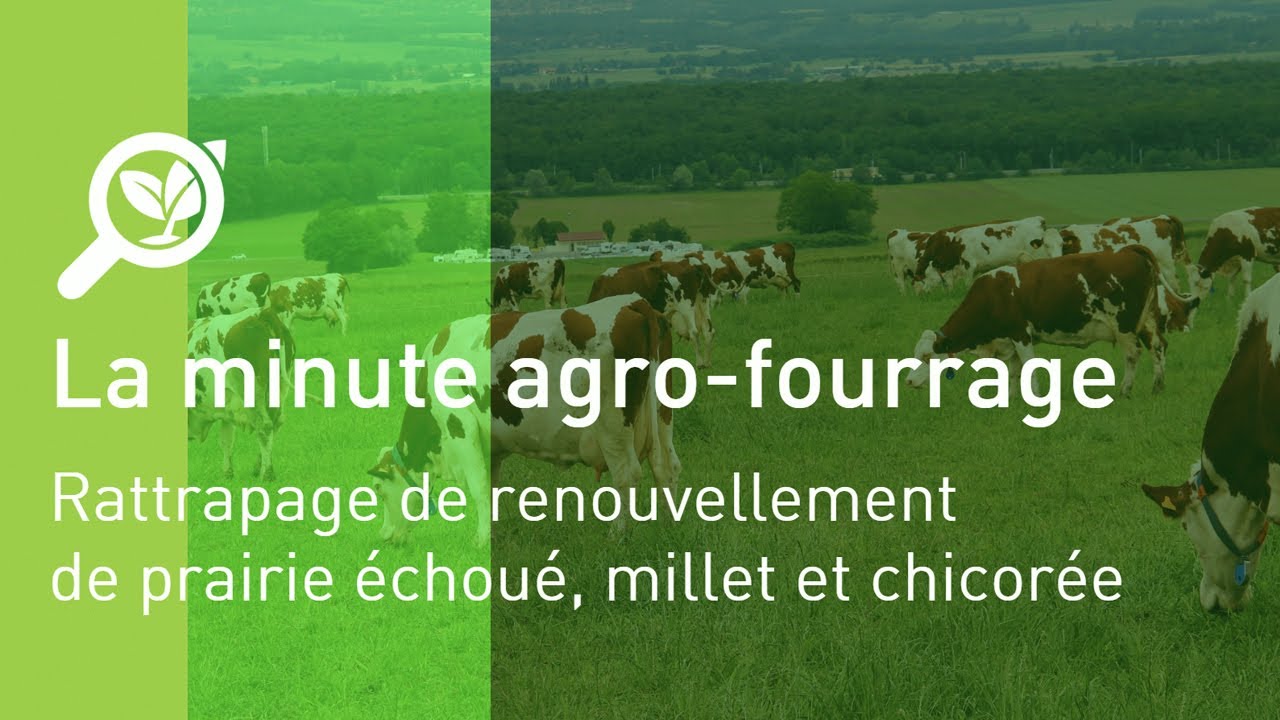 Pâturage dérobées estivales : millet et chicorée
