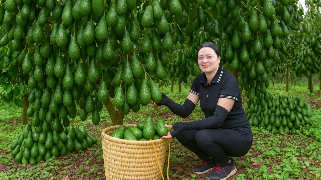 Harvesting Avocados Go to Market Sell - Banana Tree Planting, Make a Swing | Thu Harvest DailyLife