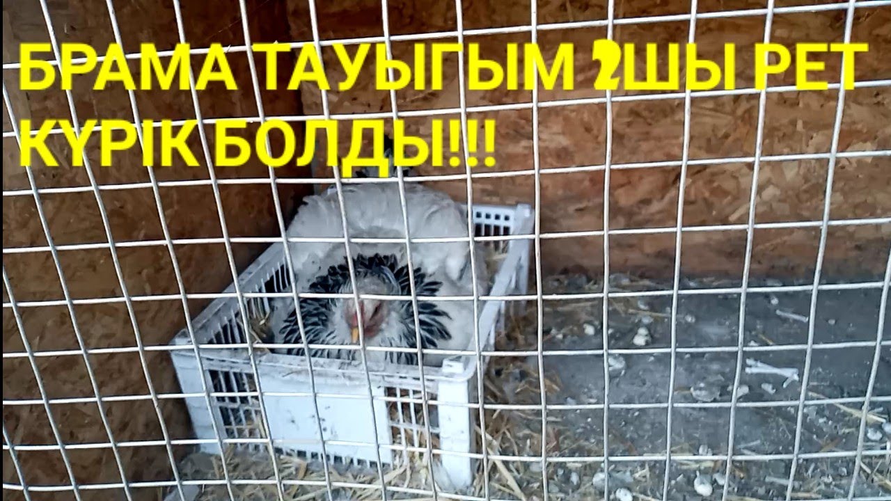 ЖАНА БАЛАПАНДАР ШЫКТЫ!!!