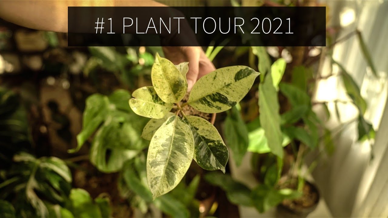 #1 PLANT TOUR 2021 |  COLLECTION PLANTE PARTIE 1