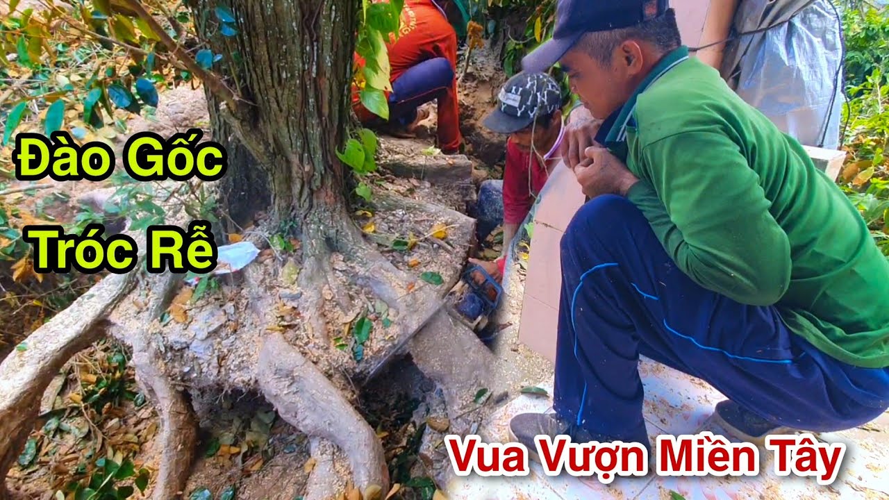 Cực Kỳ Mạo Hiểm Vua Vượn Cưa Cây Vú Sữa Cạnh Nhà Có Nhiều Tổ Ong Vò Vẽ Cực Căng 3/3