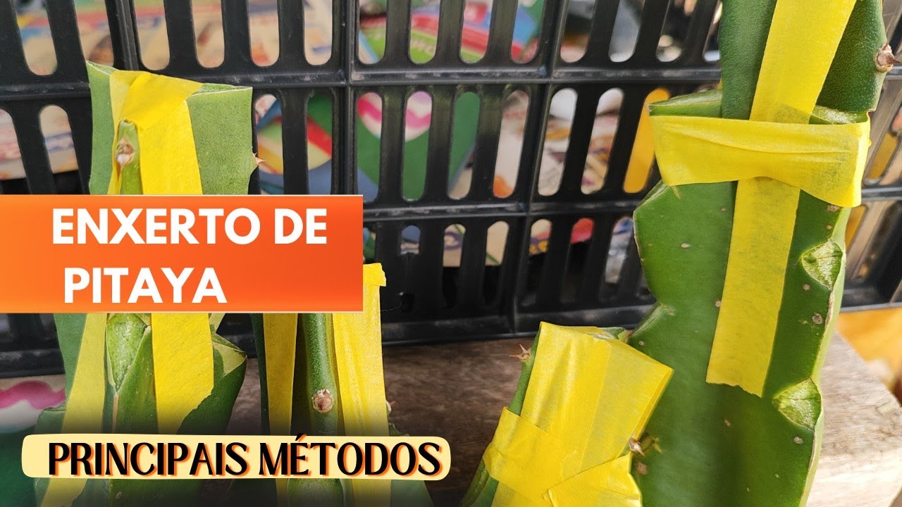 Técnicas de enxertia para Pitaya!