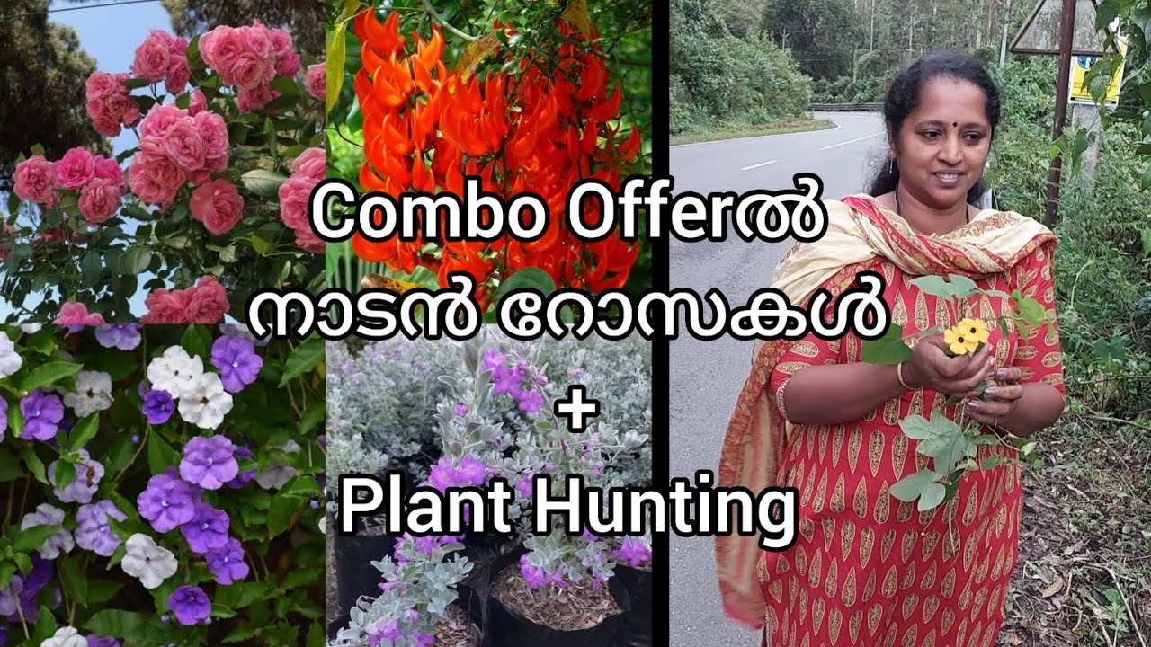 Combo Offerൽ നാടൻ റോസകൾ + Hunting Video || Anju'sgarden || Pathanamthitta
