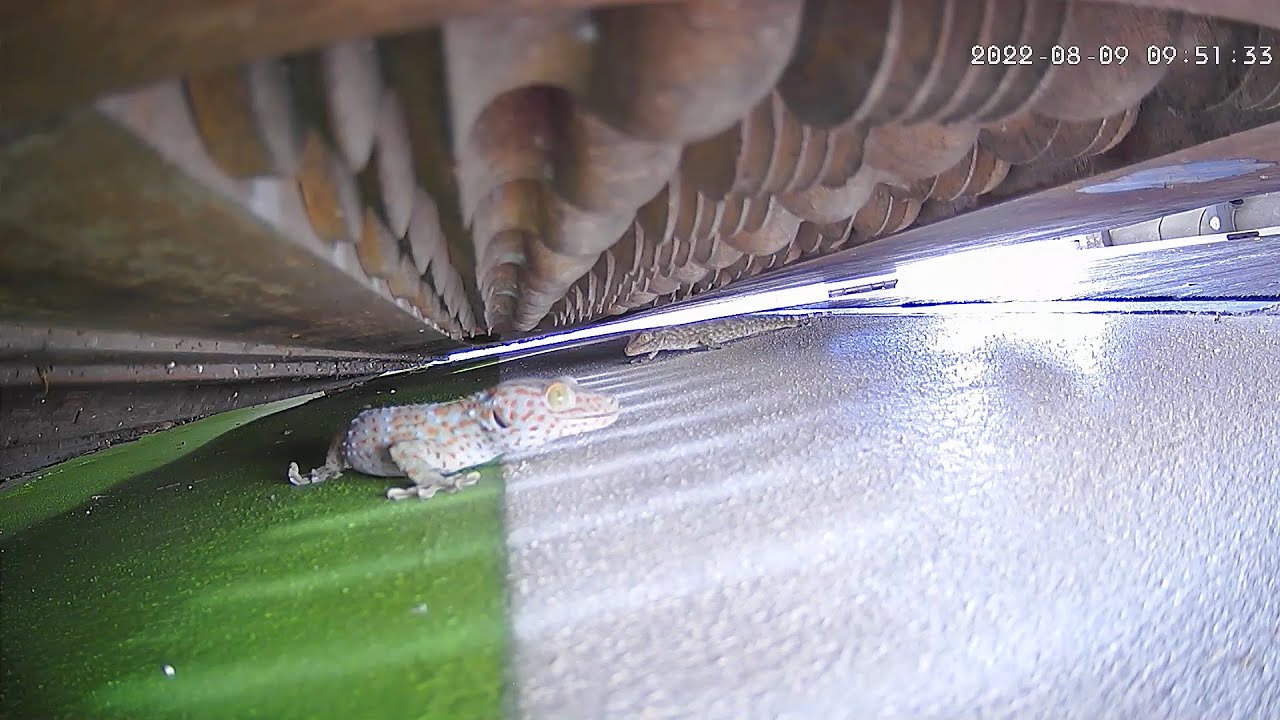 Both geckos catch easy breakfast