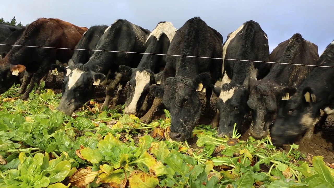 Grazing Fodder Beet in New Zealand