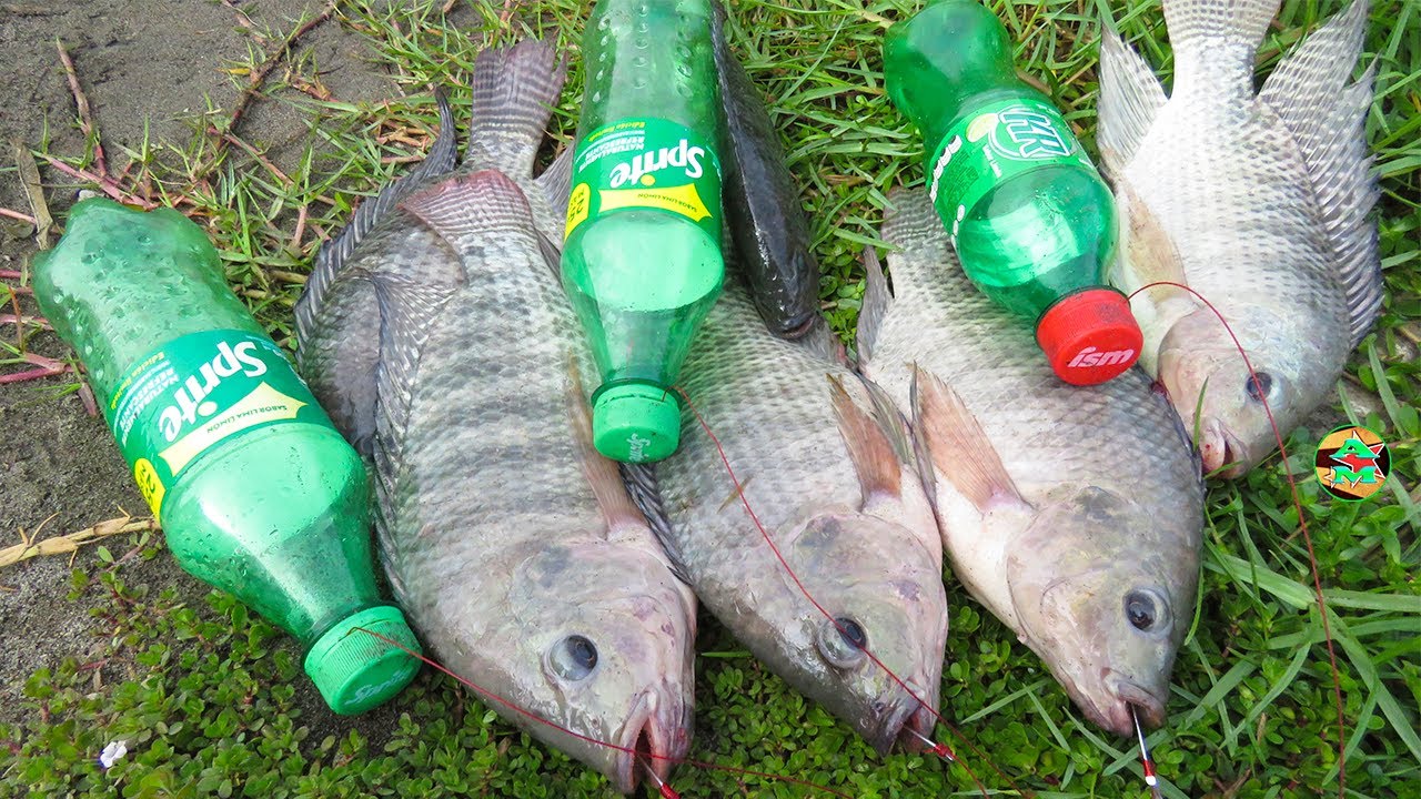 INCREÍBLES PESCAS con BOTELLAS DE PLÁSTICO - Plastic Bottle Fishing - Fish Trap in Cambodia Method