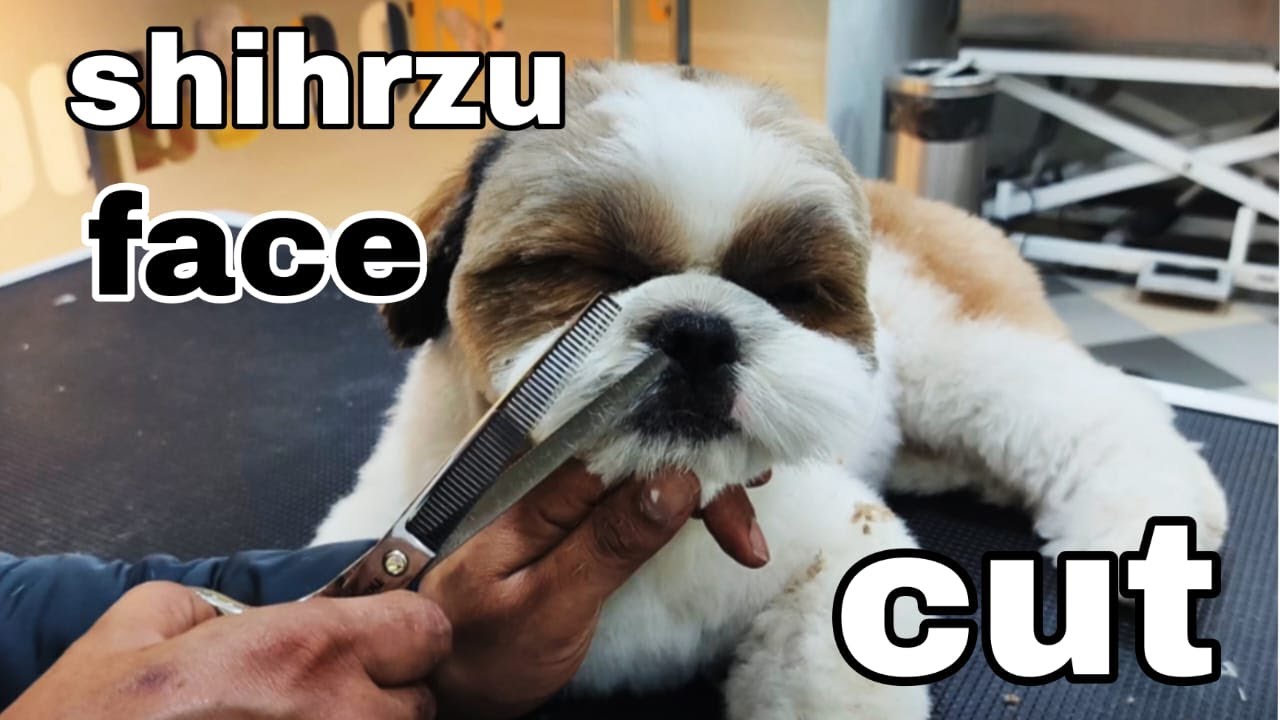 Shih Tzu Dog Professional Face Cut Grooming | Perfect Teddy Face Cut Step by Step