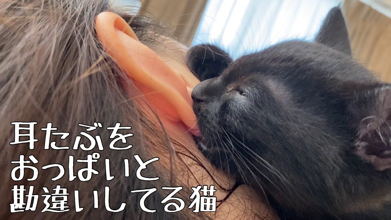奥さんの耳たぶをおっぱいだと勘違いしている猫