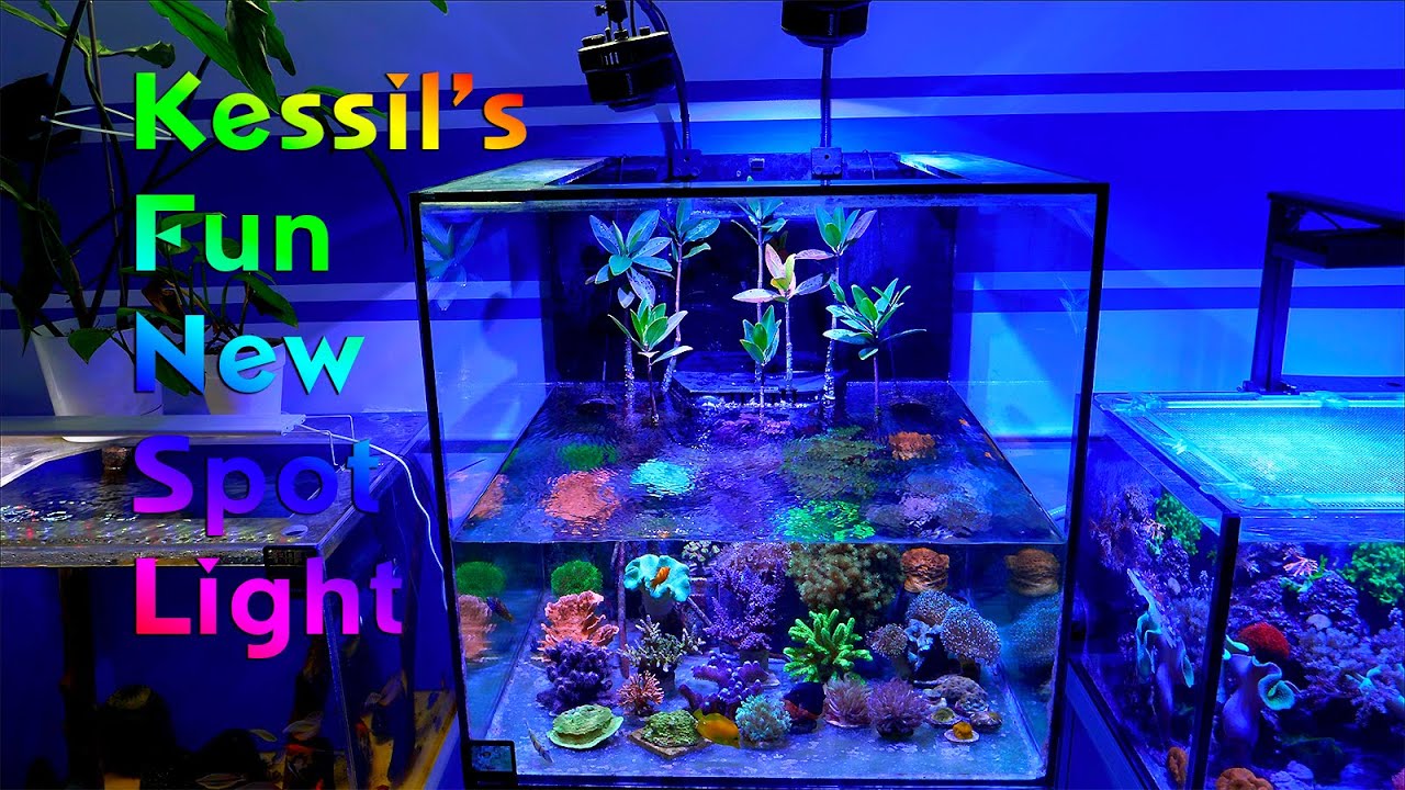 Kessil A500X LED Spotlight Review