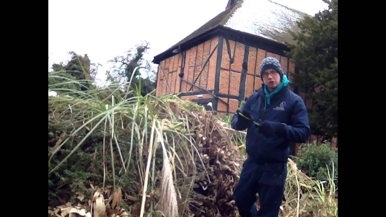 How to cut back pampas grasses