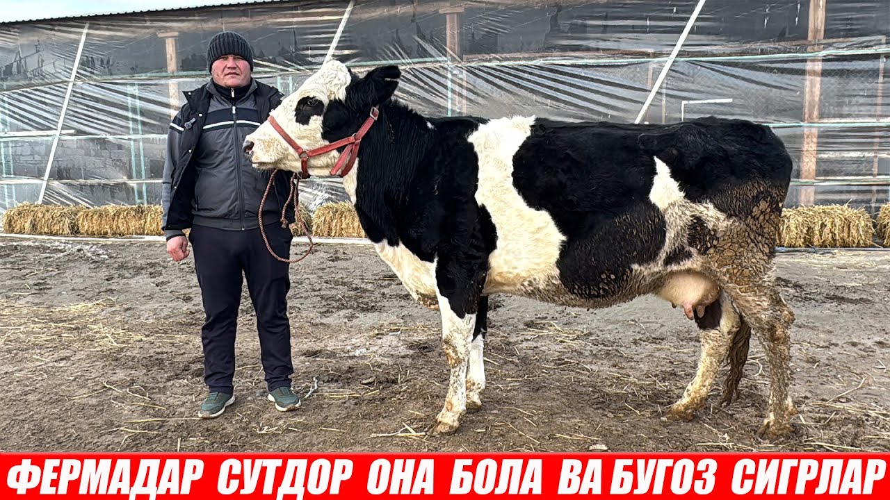 ФЕРМАДАН  СУТДОР  ОНА  БОЛА  ВА БУГОЗ  СИГРЛАР
