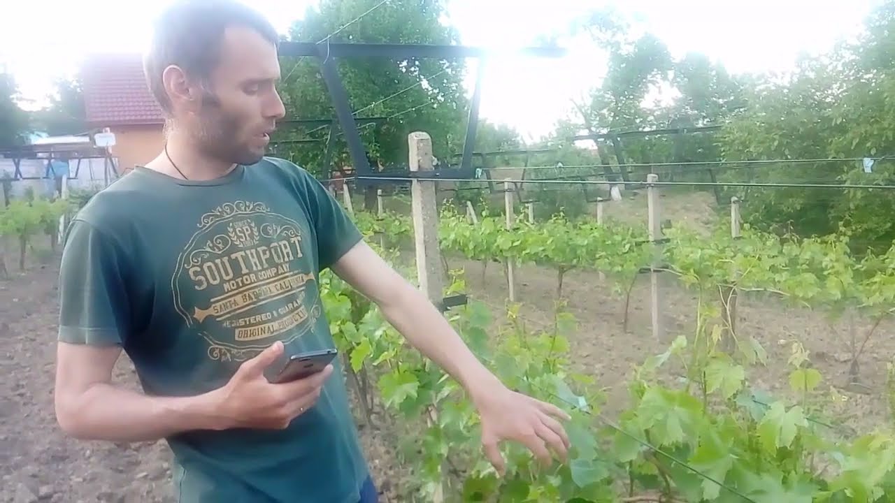 Protectie fitosanitara a vitei de vie in sistem ecologic. Sfaturi practice