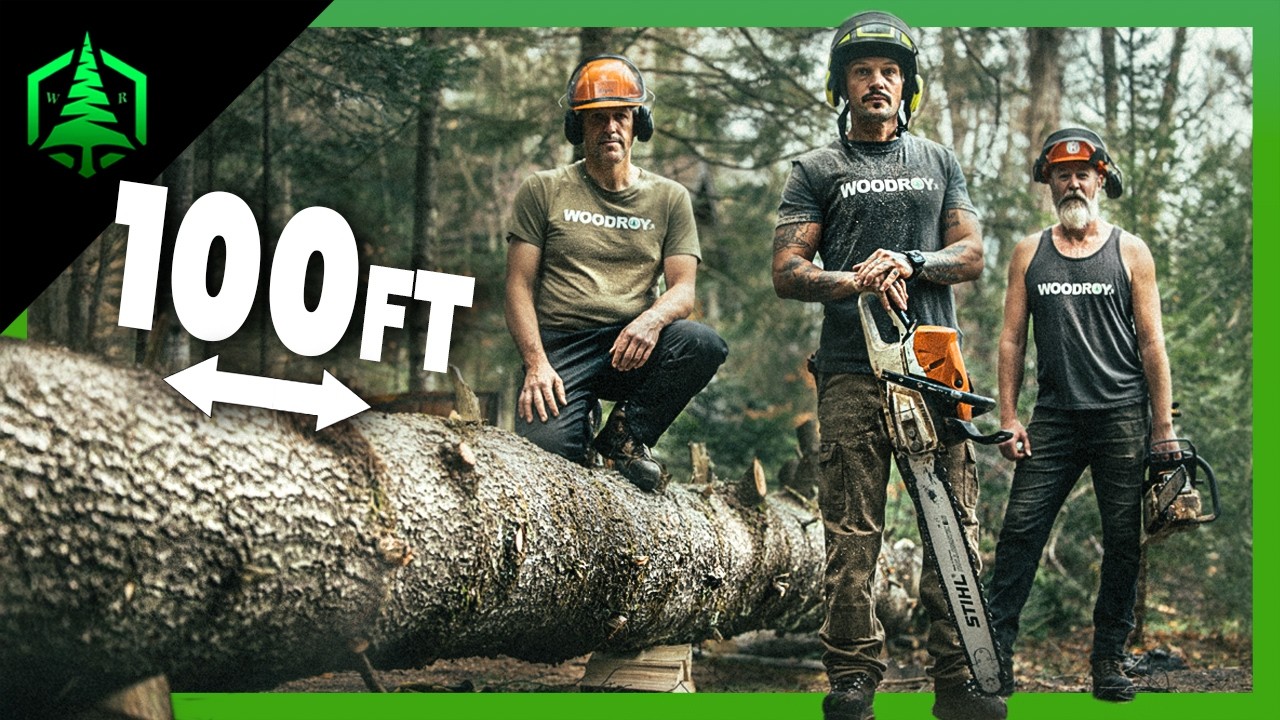 REMOVAL of 100 Year Old Dead Pine Tree