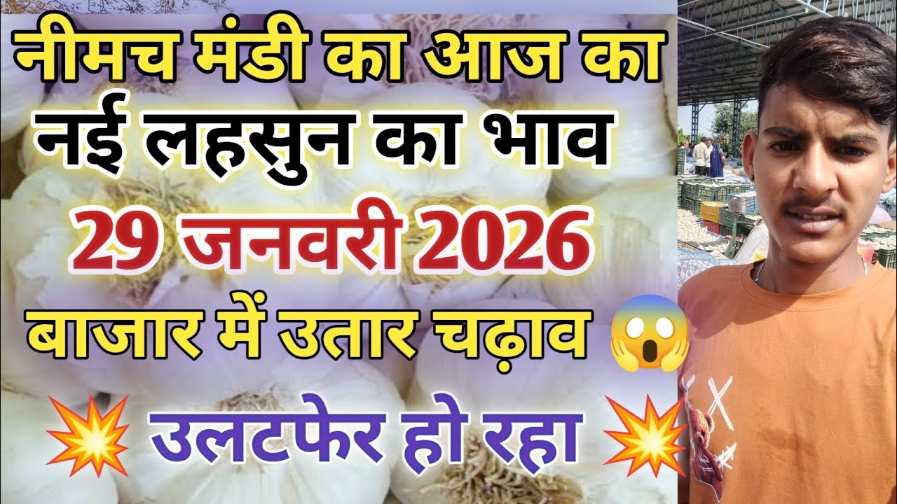 नीमच मंडी आज का नई लहसुन का भाव  / Neemuch mandi bhav today /Neemuch mandi lahsun bhav