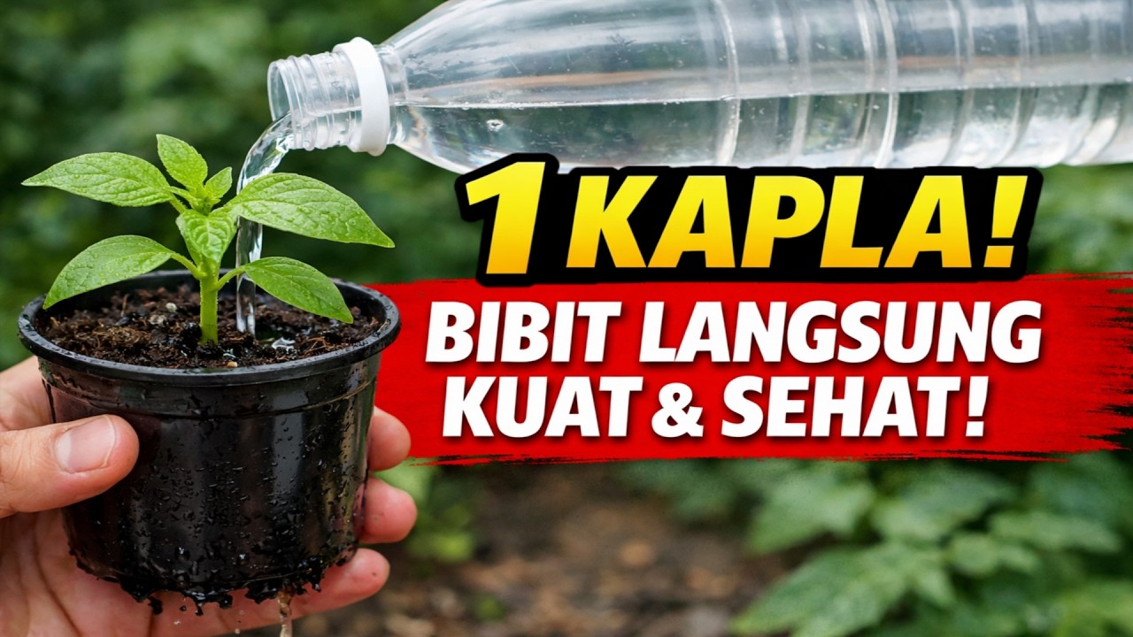 SAYA SIRAM BIBIT CUMA PAKAI INI! Jadi Tebal, Kuat, & Anti Sakit. Rahasia Air yang Benar!