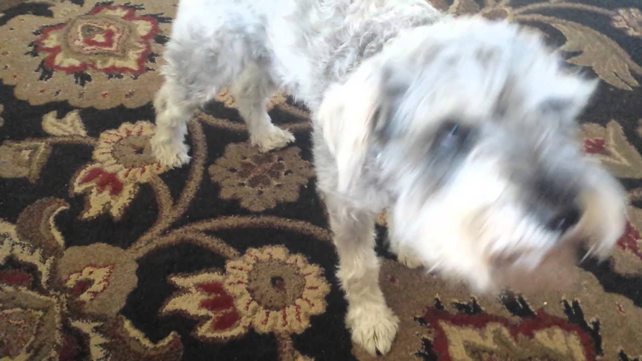 Frankie the Miniature Schnauzer doing tricks