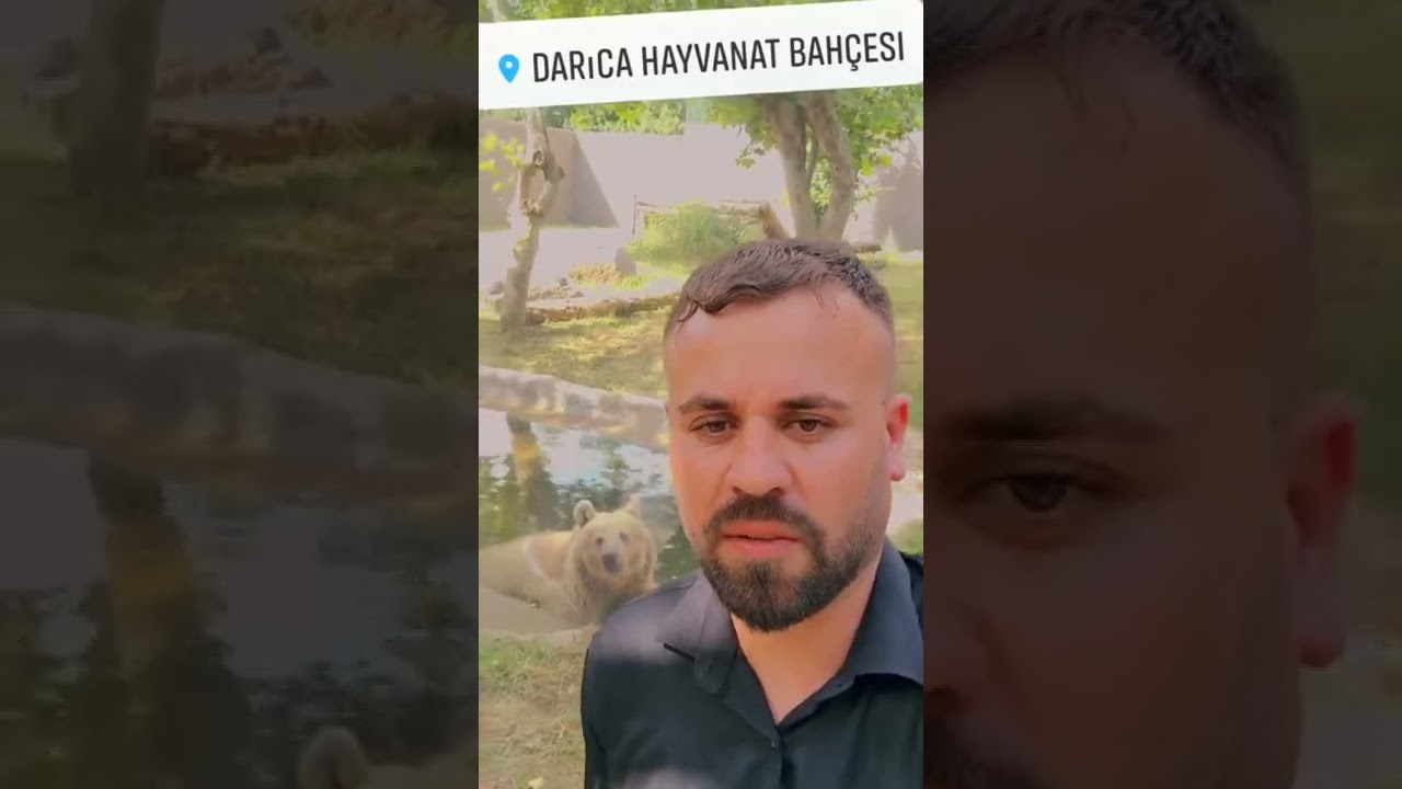 ayı ve aslan darıca hayvanat bah&ccedil;esi
