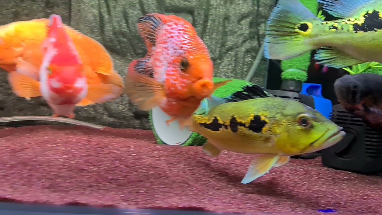 How to get clear crystal clear aquarium?