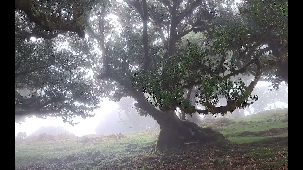 Elements from Madeira