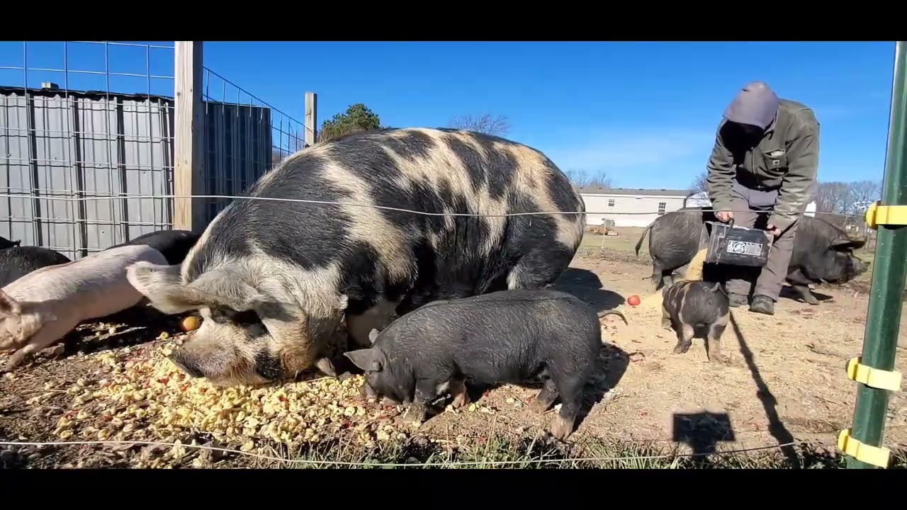 Slow day doing farm chores 