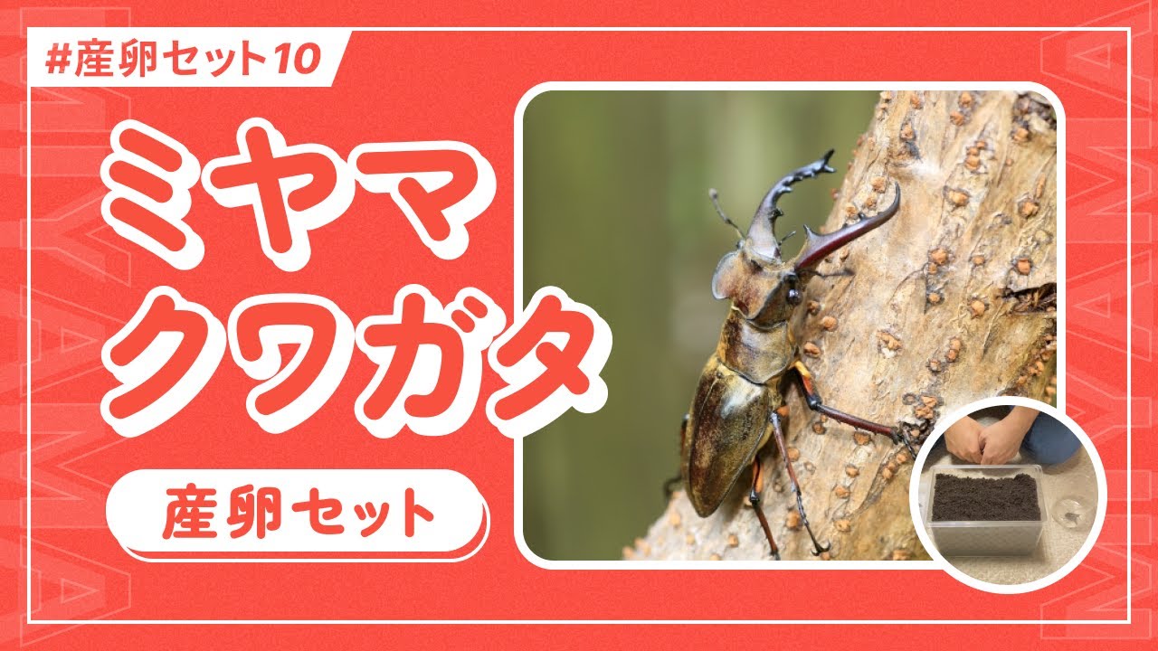 【初心者必見！】ミヤマクワガタを温度管理なしで産卵させる方法！