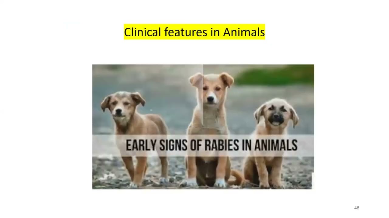 Zoonotic Diseases Webinar: Lab diagnosis of Rabies in Animals & Human