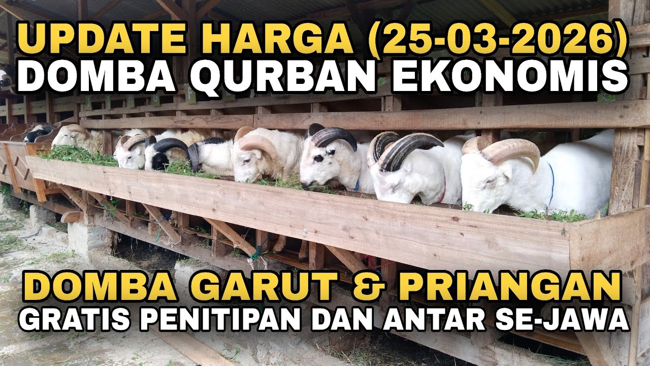 UPDATE HARGA DOMBA QURBAN EKONOMIS, GRATIS PENITIPAN SAMPAI IDUL ADHA & GRATIS ANTAR SE-JAWA #domba 