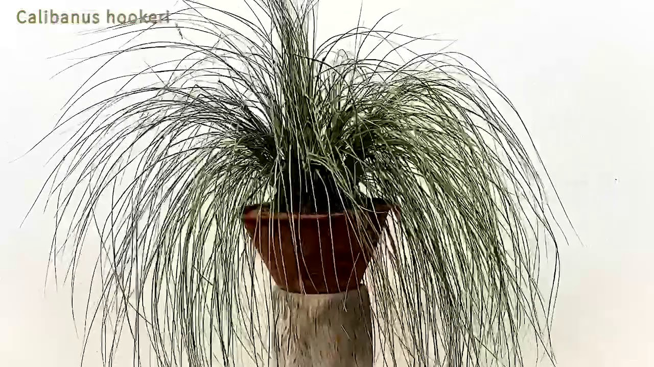 Calibanus hookeri