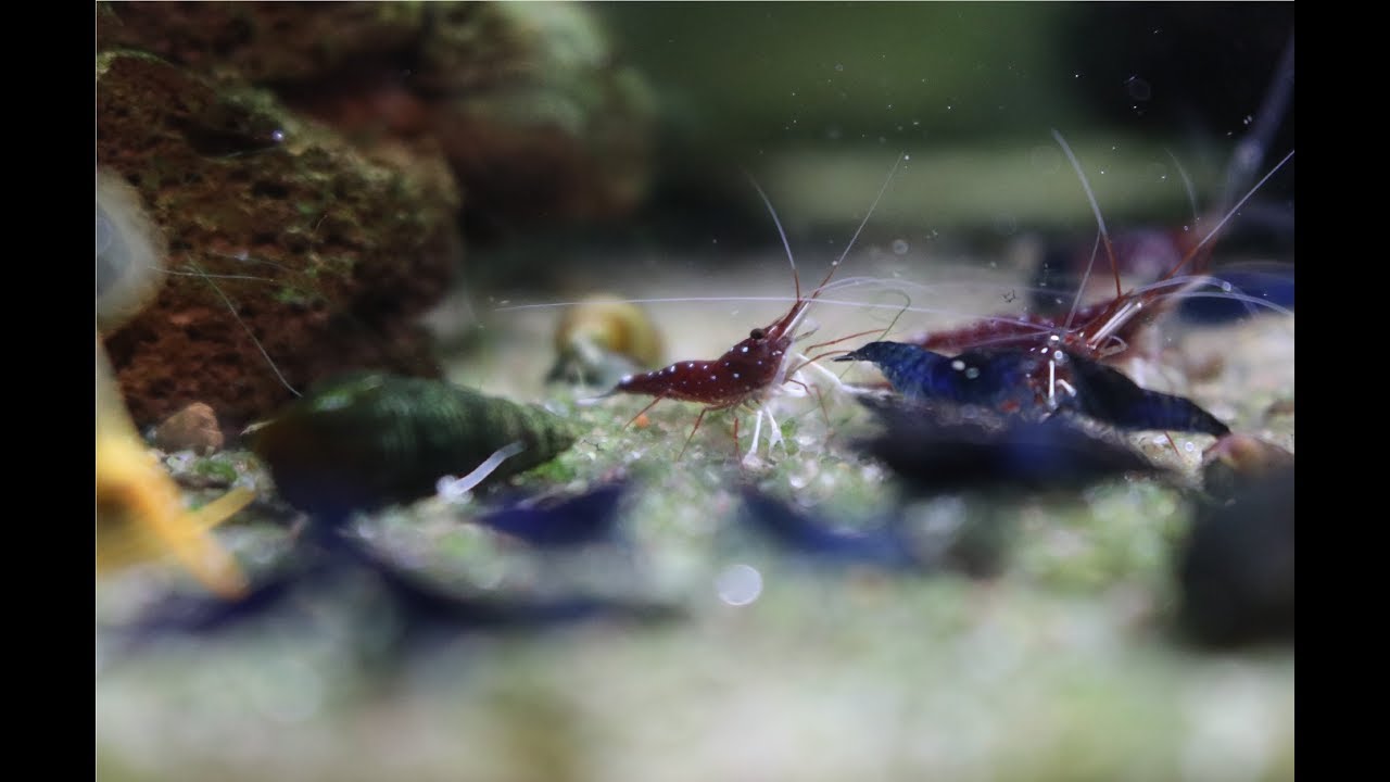 Cardinal shrimp - Success in tap water