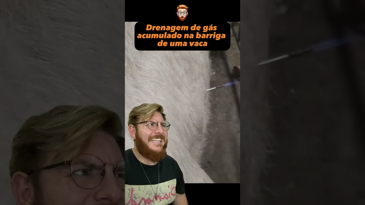 Drenagem de g&aacute;s acumulado em boi, vaca e outros ruminantes 🟠 Pressione a tela para ler a descri&ccedil;&atilde;o