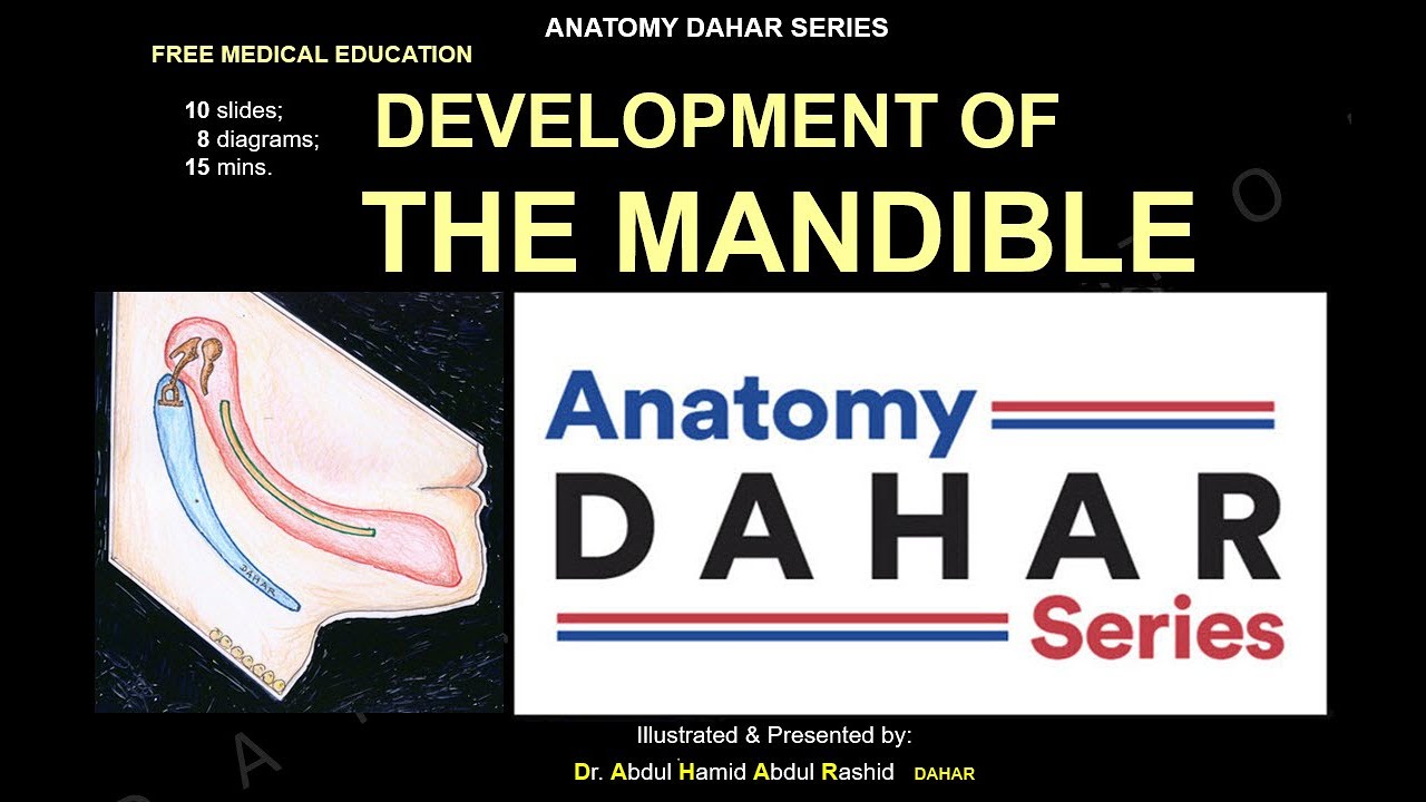 DEVELOPMENT OF THE MANDIBLE, Anatomy DAHAR Series