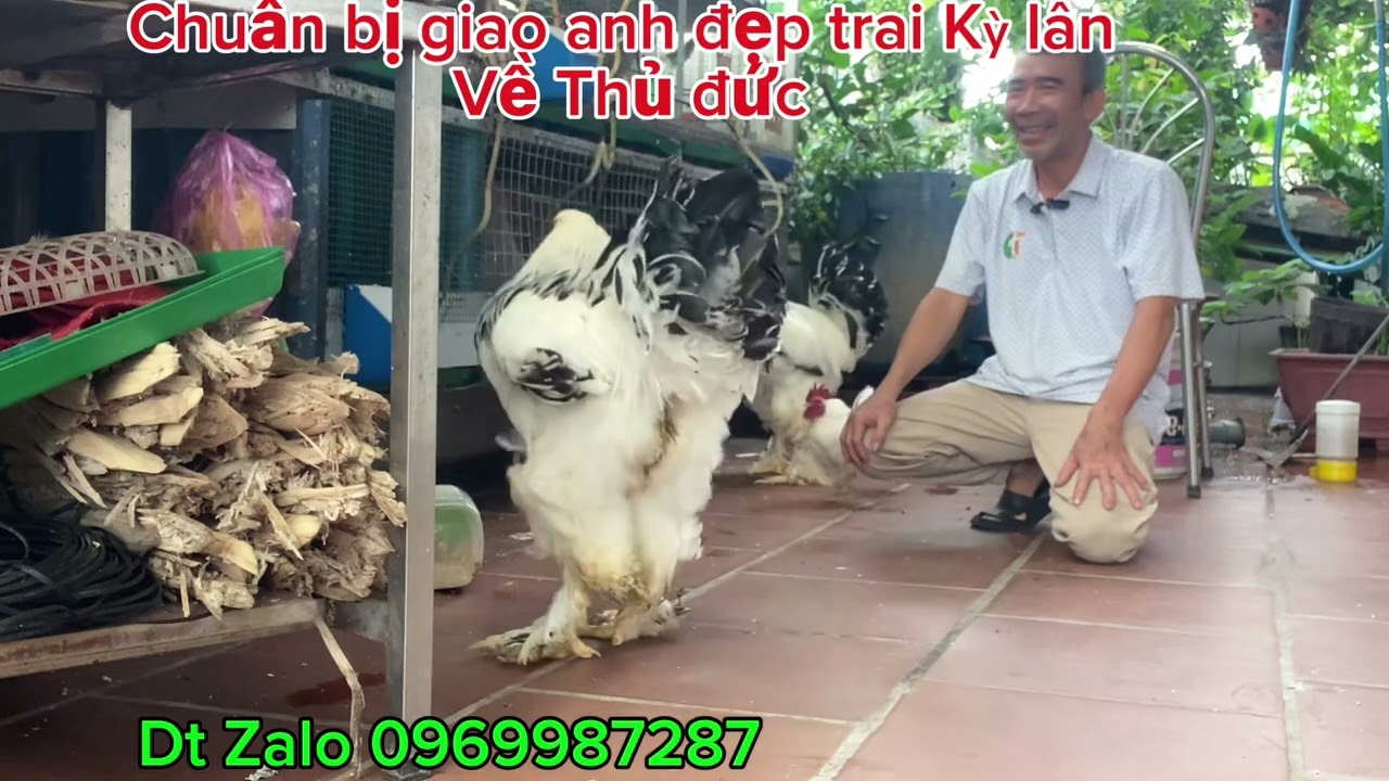 Chuẩn bị gà kỳ lân để giao