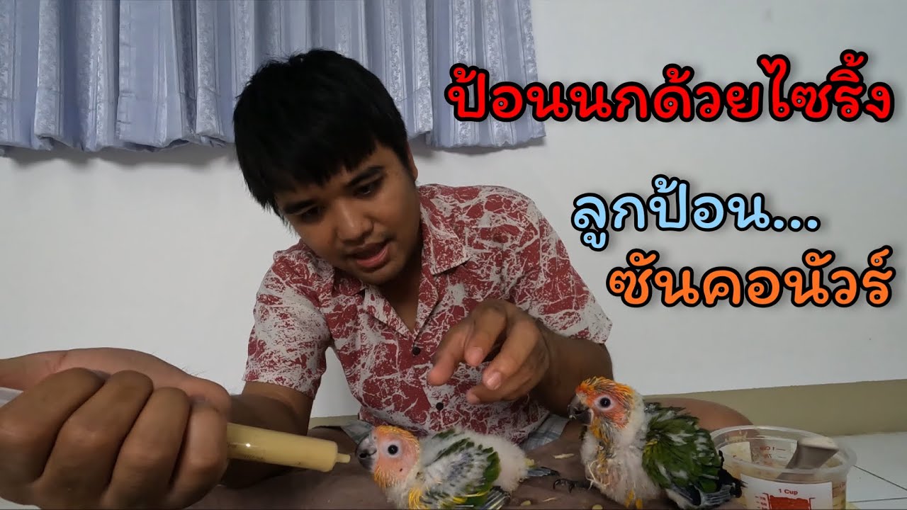 ป้อนอาหาร ลูกนกซันคอนัวร์ ด้วยไซริ้ง