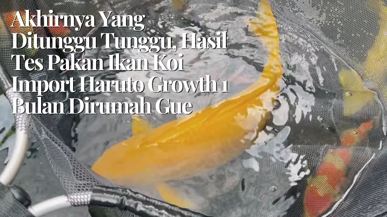 Akhirnya Yang Ditunggu Tunggu, Hasil Tes Pakan Ikan Koi Import Haruto Growth 1 Bulan Dirumah Gue