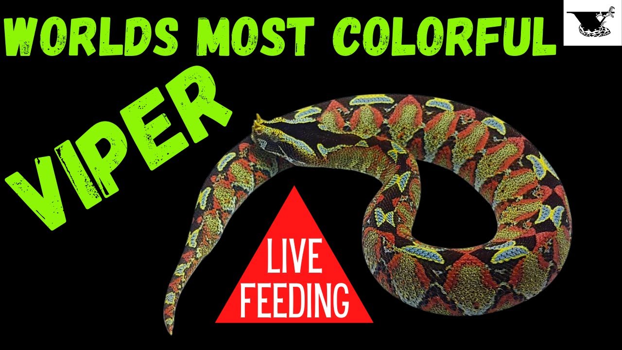 Rhino Viper Care Guide: Everything You Need To Know