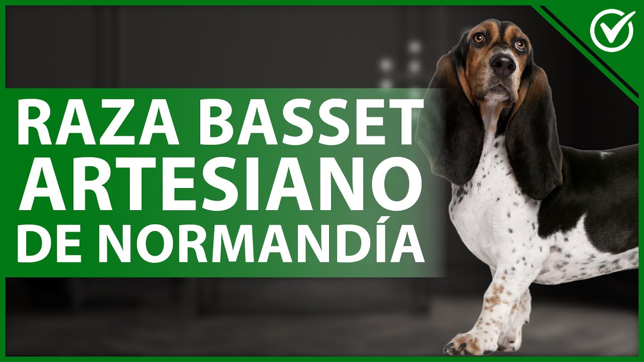 🐶 ¿Cómo son los perros raza BASSET ARTESIANO de NORMANDÍA? - Características y cuidados 🐶