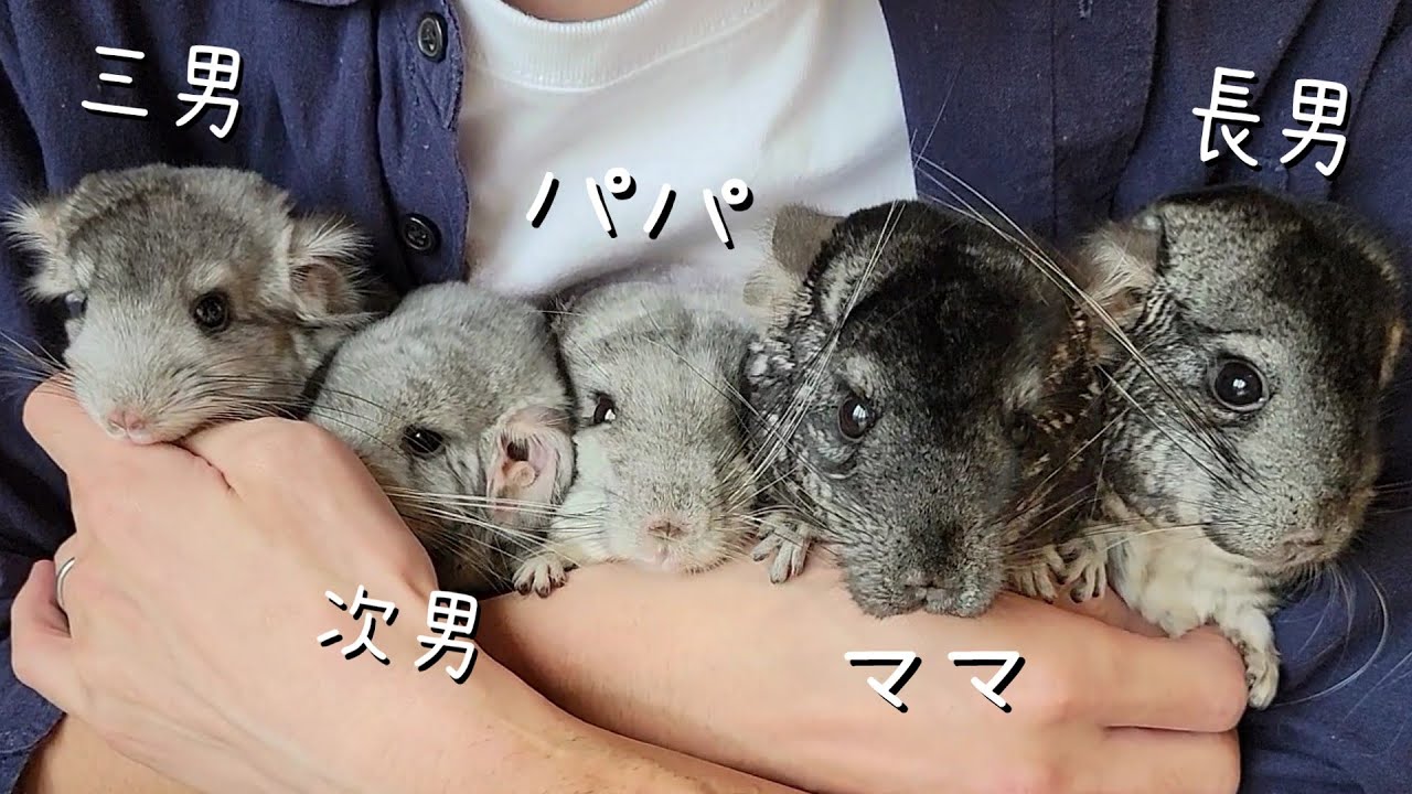 家族愛が強すぎる5匹のチンチラの可愛さを頑張って伝えさせて頂きます