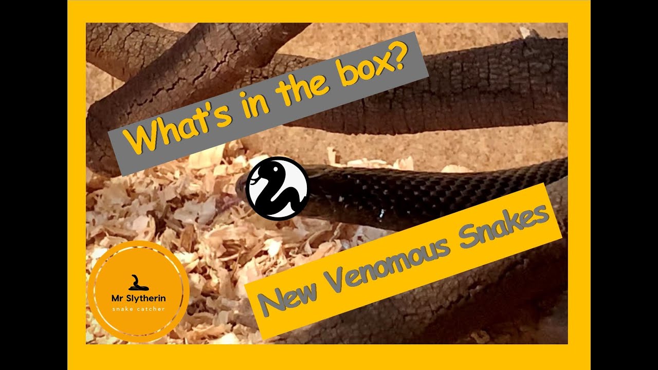New Venomous Snakes unboxing