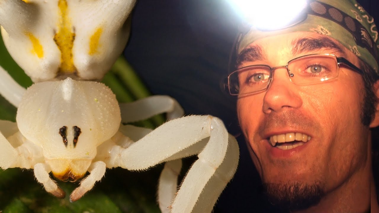 Seltsame weiße Krabbenspinne im Regenwald von Costa Rica