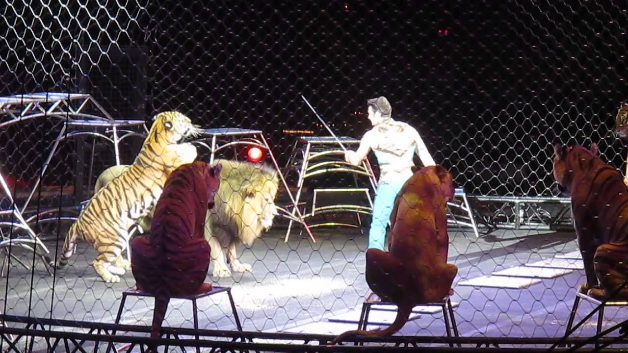 Tigers leaping over Lion King!  Ringling Bros & Barnum & Bailey Circus