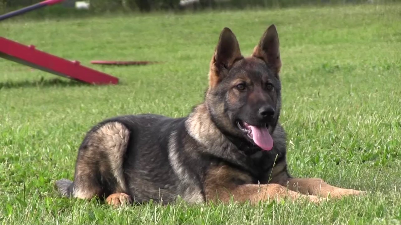 Best German Shepherd Puppy Training