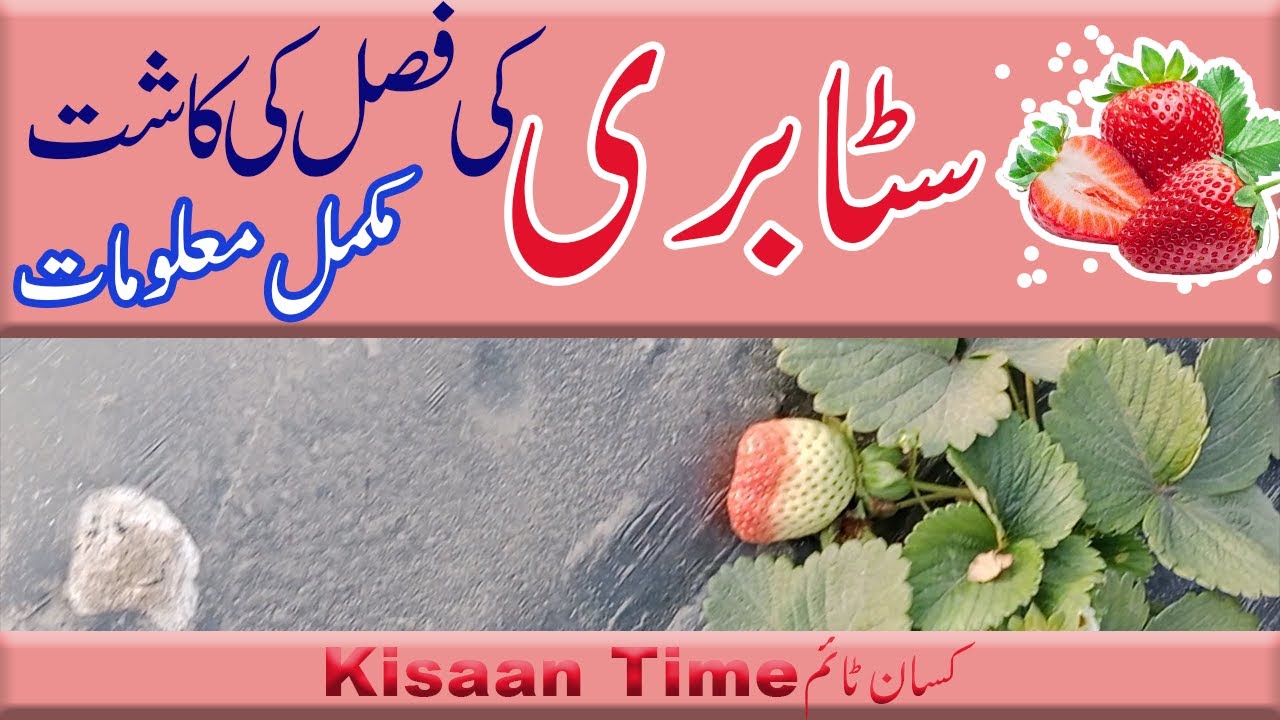Strawberry farming strawberry ki kasht strawberry fasal how to grow strawberry kisan time کسان ٹائم