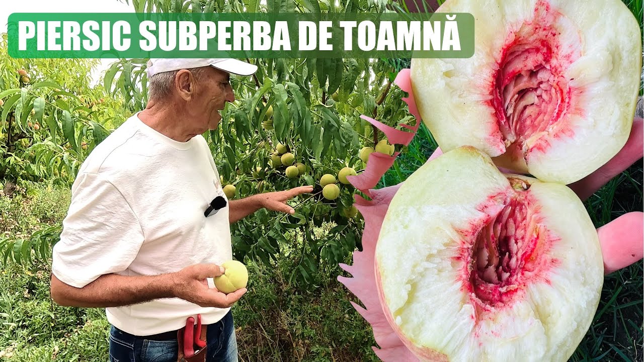 Piersicul Superba de Toamna - fructe pana la 500g! aromate si gustoase!