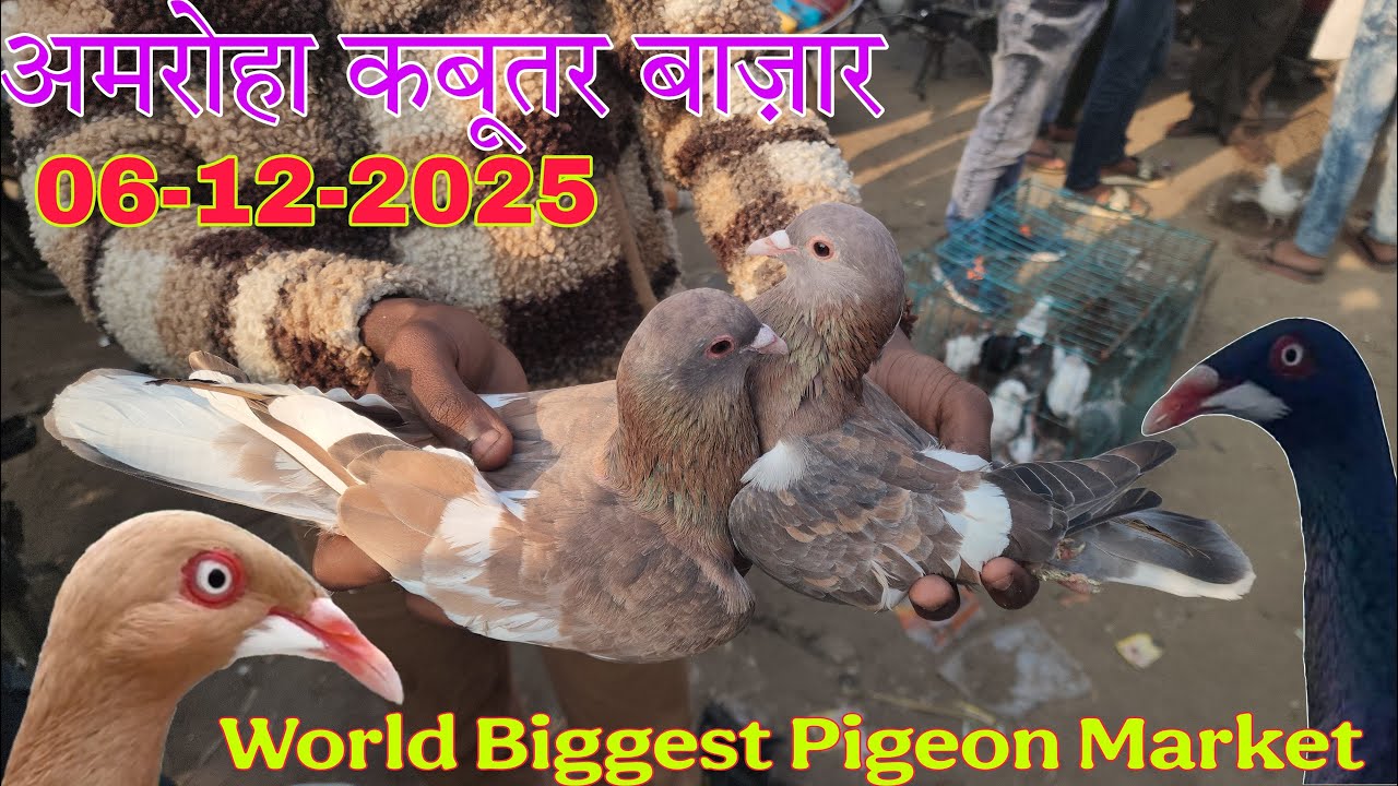 Amroha kabootar market 🕊️ 06-12-2025. अमरोहा कबूतर बाज़ार। Gola kabootar market.