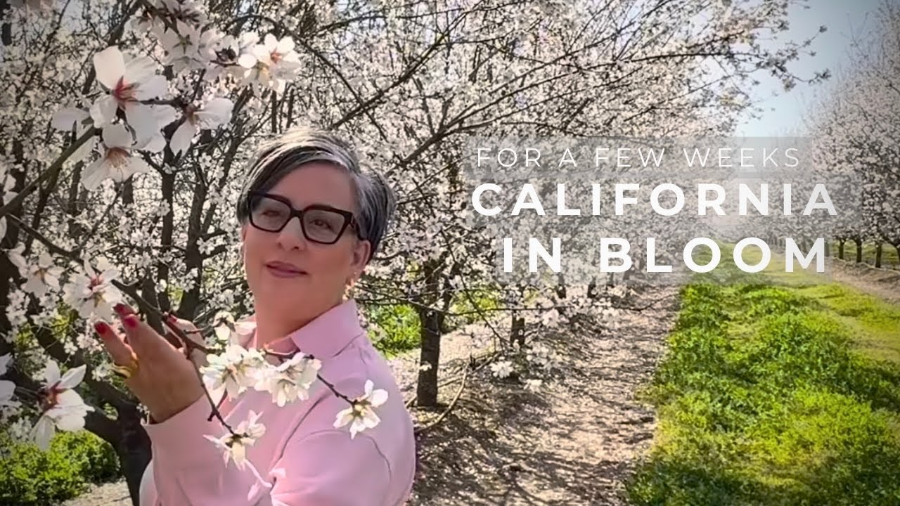 Almond Blossom Season | A Peaceful Walk Through Bloom 🌸